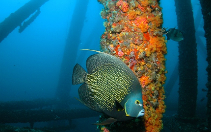 Coral reef organisms