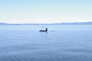 Orcinus orca/killer wale in nordic waters